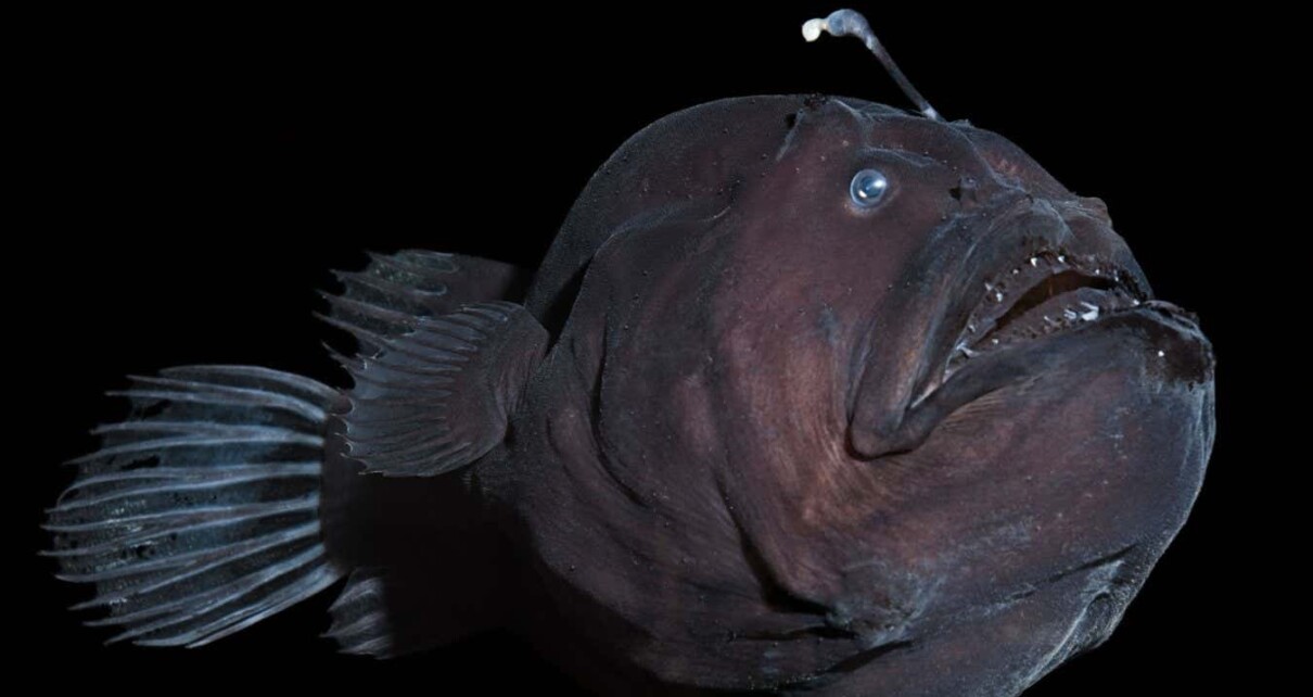 Weird anglerfish mating strategy may have helped them evolve