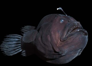 Weird anglerfish mating strategy may have helped them evolve