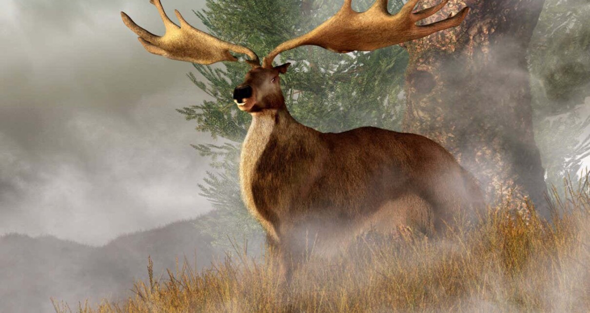 Extinct elk species had antlers that were too big to make sense