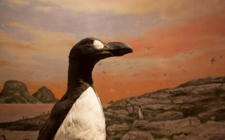 F0MN2D Great Auk (Pinguinus impennis). Natural History Museum. University of Oslo. Norway.