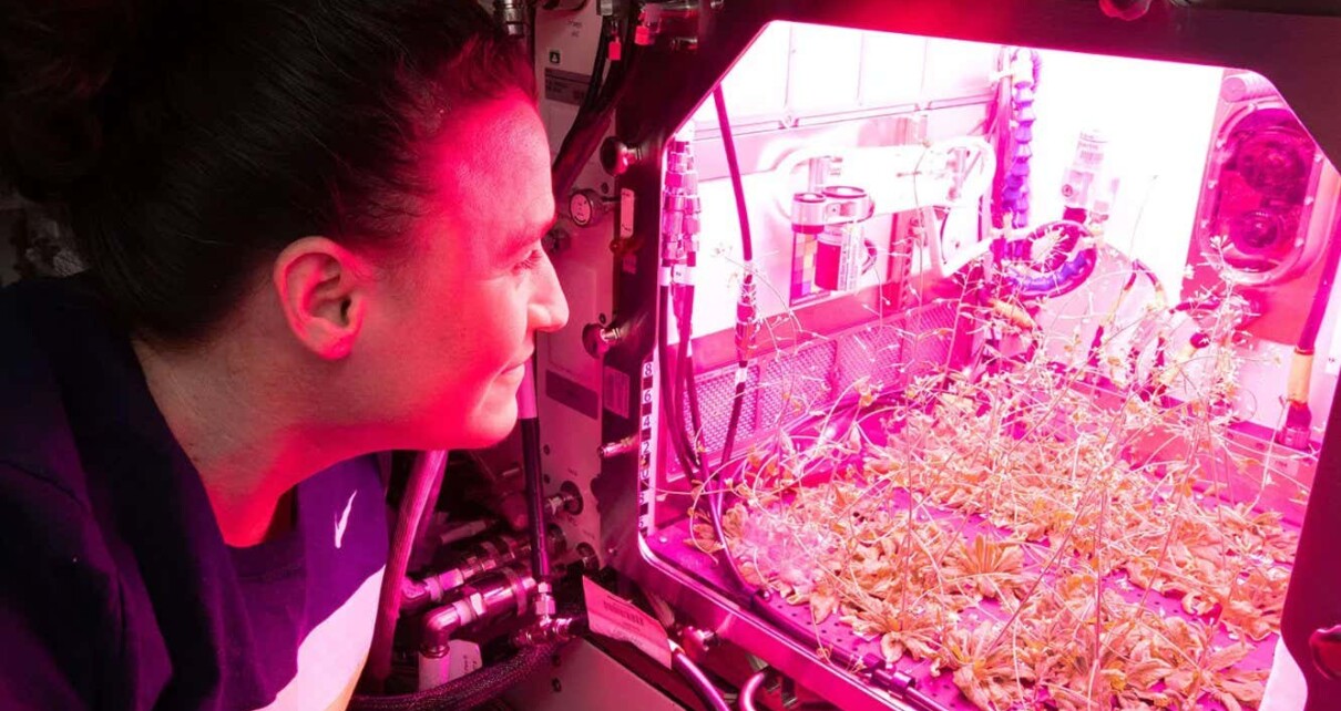 Why it takes so much work to grow plants in space