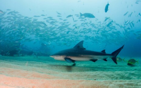 Deaths from shark attacks across the world doubled in 2023