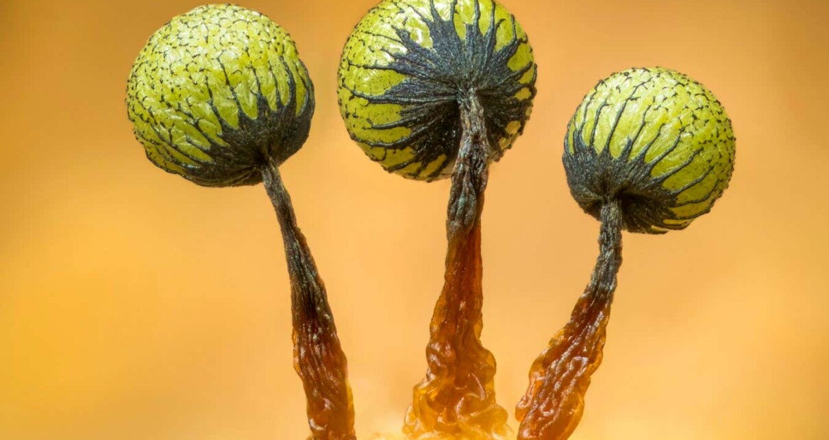 Otherworldly beauty of fungi on show in photo competition
