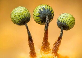 Otherworldly beauty of fungi on show in photo competition