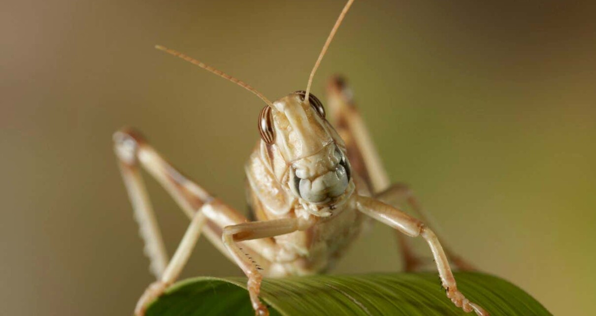 Cyborg locusts with brain nanoparticles could act as bomb sniffers