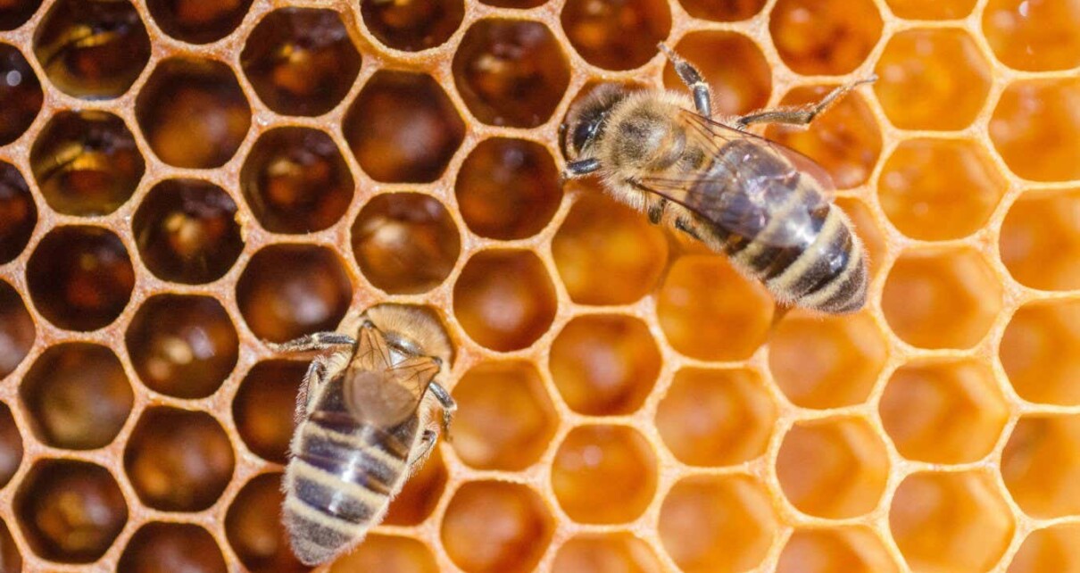 2BR41BD closeup of honey bees on honeycomb in apiary in the summertime