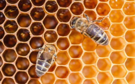 2BR41BD closeup of honey bees on honeycomb in apiary in the summertime