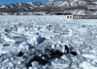 Orcas trapped in the ice