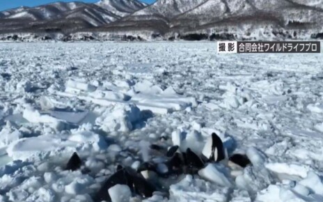Orcas trapped in the ice