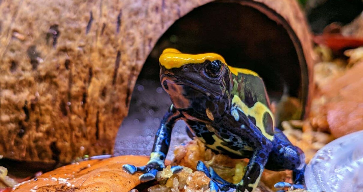 Poison frogs tap-dance to rouse prey and make them easier to catch