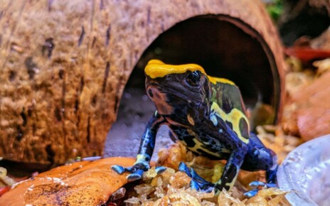 Poison frogs tap-dance to rouse prey and make them easier to catch