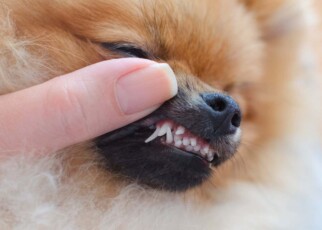 Small dogs are more likely to have an extra row of teeth like sharks