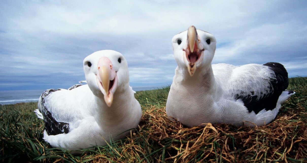 Wandering albatrosses (Diomedea exulans)