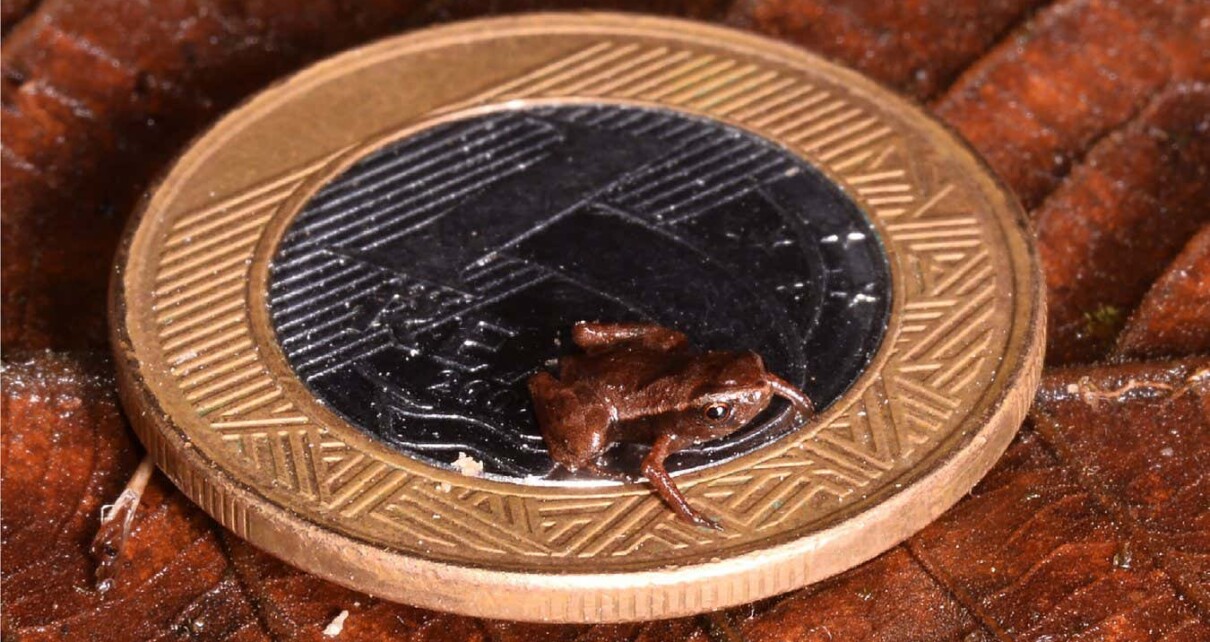 Brazilian flea toad may be the world’s smallest vertebrate