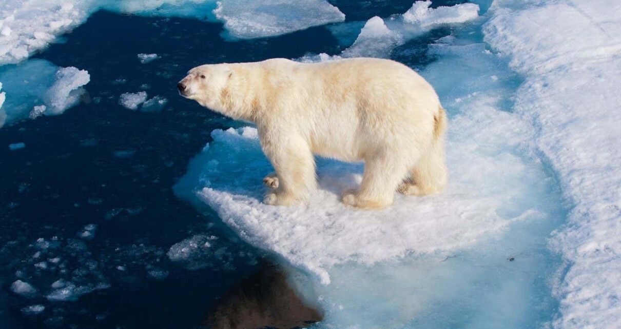 Polar bears appear to be ageing faster as the Arctic gets warmer