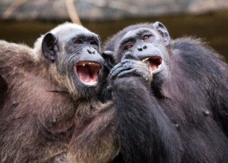 Great apes like teasing each other - which may be the origin of humour