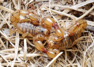 Female scorpions get stung during sex – and they seem to welcome it