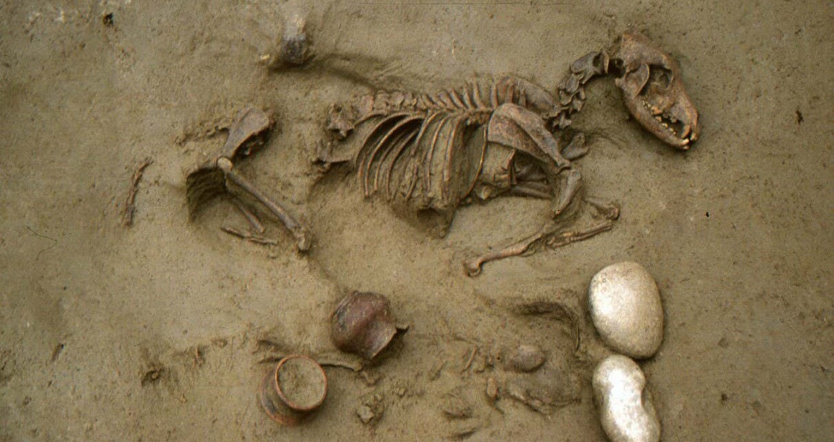 Dogs and horses buried with Iron Age people may have been beloved pets