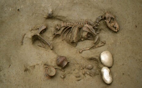 Dogs and horses buried with Iron Age people may have been beloved pets