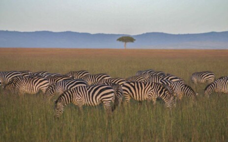 Reforestation initiatives in Africa may damage grassland and savannah
