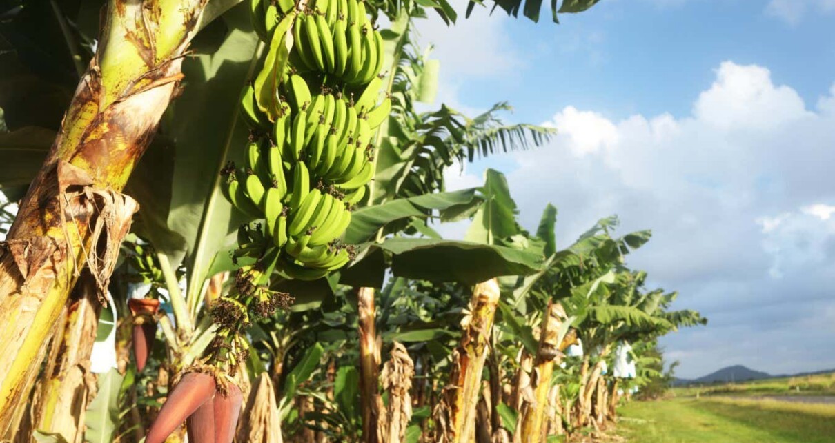 Genetically modified banana approved by regulators for first time