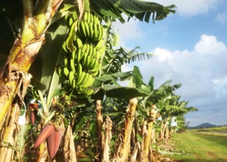 Genetically modified banana approved by regulators for first time