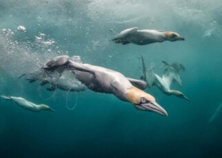 Underwater photo competition showcases stunning images of marine life