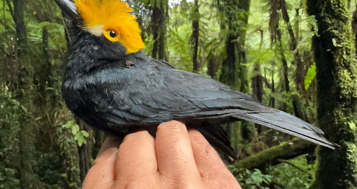 Magnificent yellow-crested bird photographed for the first time