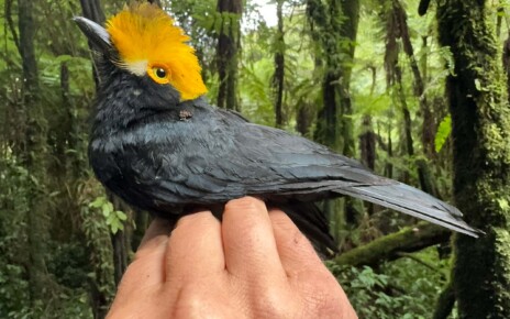 Magnificent yellow-crested bird photographed for the first time