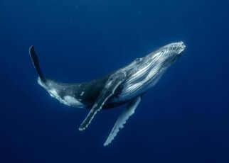 Humpback whales have a specialised larynx for underwater singing
