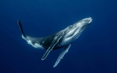 Humpback whales have a specialised larynx for underwater singing