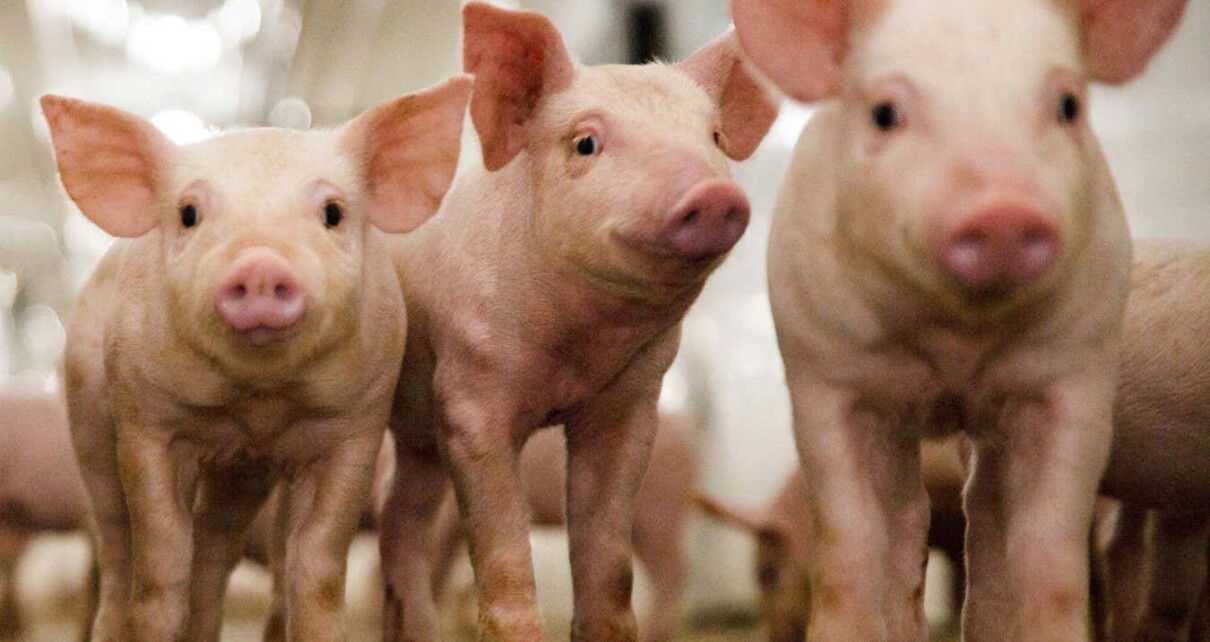 First gene-edited meat will come from disease-proof CRISPR pigs