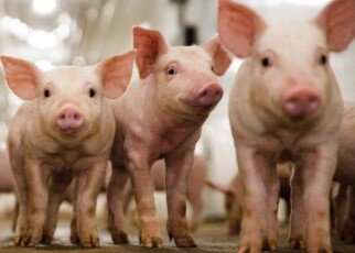 First gene-edited meat will come from disease-proof CRISPR pigs