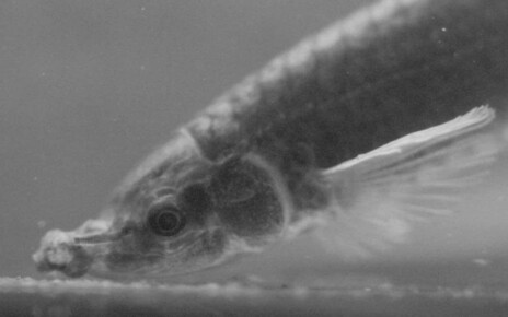 Bizarre fish can extend its mouth to make a kind of trunk