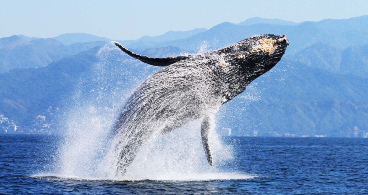 Thousands of humpback whales starved to death after marine heatwave