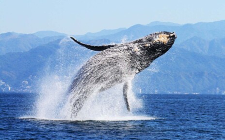 Thousands of humpback whales starved to death after marine heatwave