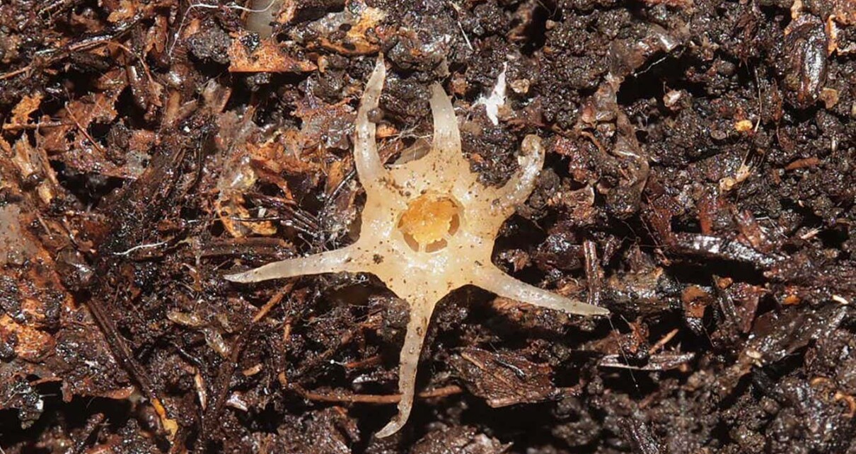 Squid-like plant that lives mostly underground is new to science