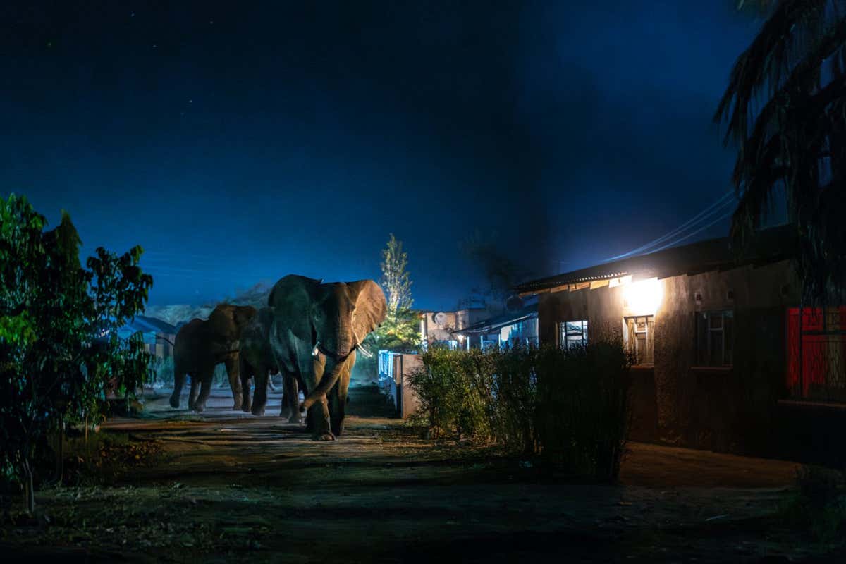 Photographer Name: Jasper Doest Image Name: Untitled Year: 2024 Image Description: Elephants charge through Livingstone?s narrow streets, their towering figures trumpeting into the night. Altered habitats mean they emerge from the national park at dusk to seek food within Livingstone. A nighttime curfew, urging the community to stay indoors, aims to reduce human-wildlife conflict. Series Name: In the Footsteps of Giants Series Description: The delicate equilibrium between humans and elephants in rural parts of Zambia is being disturbed as both populations vie for limited resources. The expansion of settlements and unsustainable agriculture is encroaching on elephant habitats, jeopardising the well-being of both human livelihoods and the elephant population. The question arises: can humans and elephants coexist? These problems have been escalating in the past decade, and with the expectation of increased droughts due to our warming climate, establishing transfrontier wildlife corridors becomes essential. However, the establishment of these corridors faces challenges posed by settlements, agriculture and infrastructure, which results in daily human-wildlife conflict. As these persistent issues continue it is increasingly evident that the local community plays a vital role in fostering a harmonious coexistence between humans and elephants. Developing economically and socially viable models for coexistence within the local community will be crucial for the long-term survival of both elephants and humans. Copyright: ? Jasper Doest, Netherlands, Finalist, Professional competition, Wildlife & Nature, Sony World Photography Awards 2024