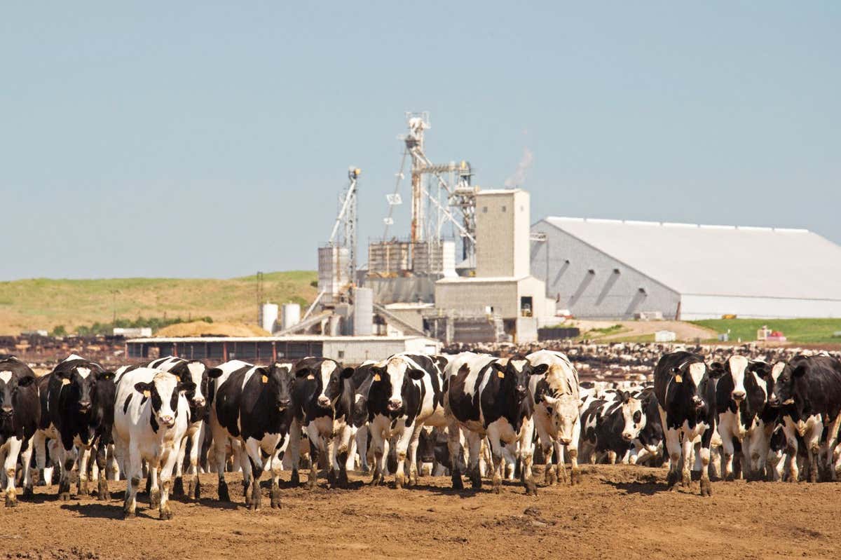 E5APW3 North Platte, Nebraska - The North Platte Livestock Feeders feedlot, operated by the Gottsch Cattle Company.