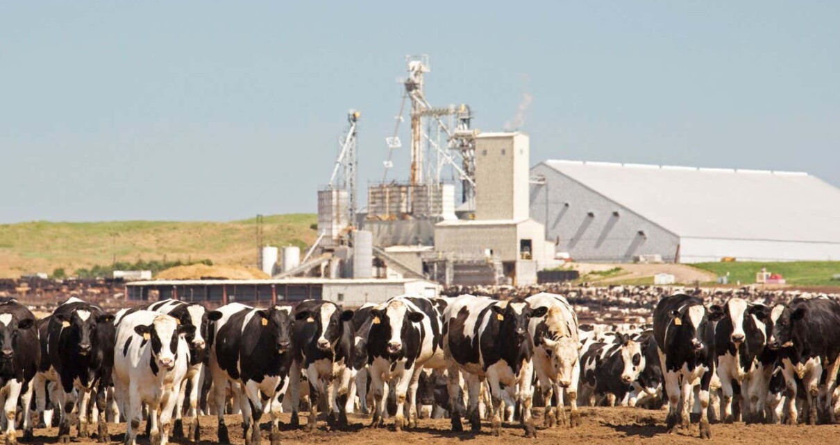 E5APW3 North Platte, Nebraska - The North Platte Livestock Feeders feedlot, operated by the Gottsch Cattle Company.