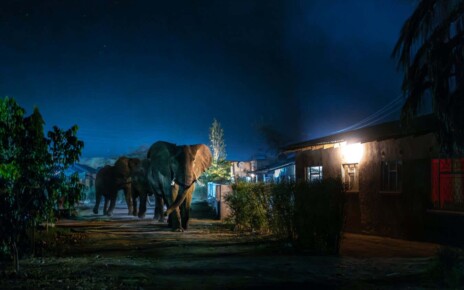 Photographer Name: Jasper Doest Image Name: Untitled Year: 2024 Image Description: Elephants charge through Livingstone?s narrow streets, their towering figures trumpeting into the night. Altered habitats mean they emerge from the national park at dusk to seek food within Livingstone. A nighttime curfew, urging the community to stay indoors, aims to reduce human-wildlife conflict. Series Name: In the Footsteps of Giants Series Description: The delicate equilibrium between humans and elephants in rural parts of Zambia is being disturbed as both populations vie for limited resources. The expansion of settlements and unsustainable agriculture is encroaching on elephant habitats, jeopardising the well-being of both human livelihoods and the elephant population. The question arises: can humans and elephants coexist? These problems have been escalating in the past decade, and with the expectation of increased droughts due to our warming climate, establishing transfrontier wildlife corridors becomes essential. However, the establishment of these corridors faces challenges posed by settlements, agriculture and infrastructure, which results in daily human-wildlife conflict. As these persistent issues continue it is increasingly evident that the local community plays a vital role in fostering a harmonious coexistence between humans and elephants. Developing economically and socially viable models for coexistence within the local community will be crucial for the long-term survival of both elephants and humans. Copyright: ? Jasper Doest, Netherlands, Finalist, Professional competition, Wildlife & Nature, Sony World Photography Awards 2024