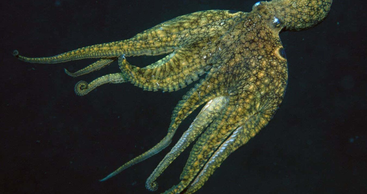 Earliest known sex chromosomes evolved in octopuses