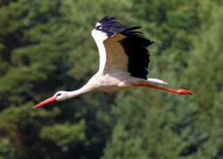 Storks refine their migration routes as they learn from experience