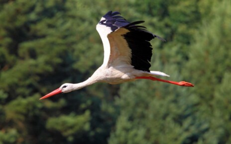 Storks refine their migration routes as they learn from experience