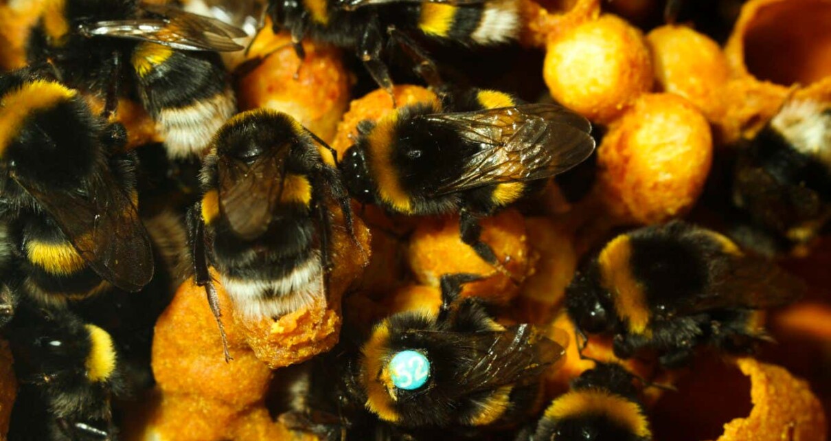 Bumblebees show each other how to solve complex puzzles