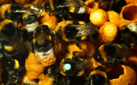 Bumblebees show each other how to solve complex puzzles