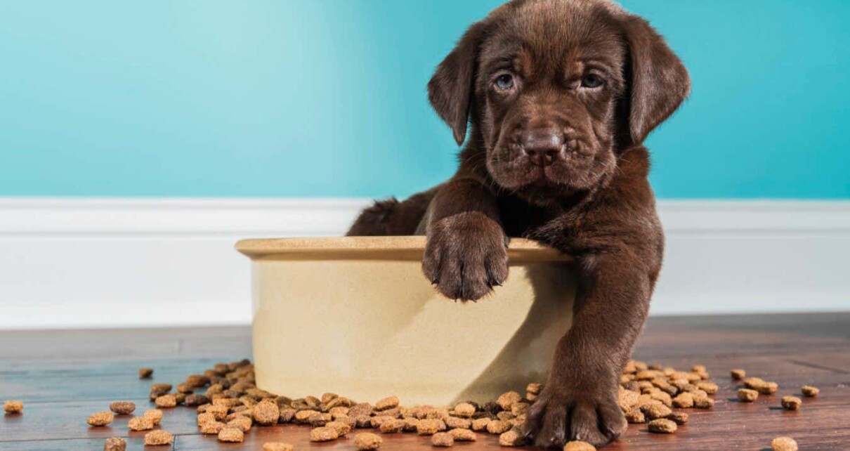 Hunger-inducing mutation makes some Labrador dogs more likely to get fat