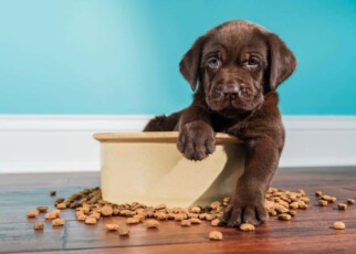 Hunger-inducing mutation makes some Labrador dogs more likely to get fat
