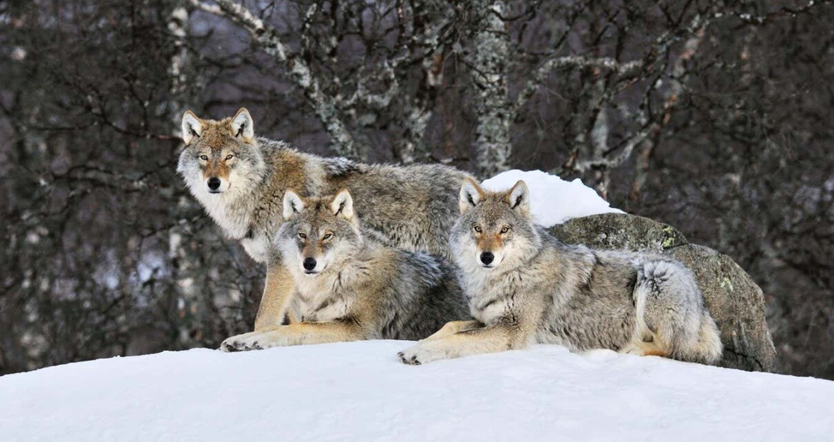 H8AYEJ Gray Wolf (Canis lupus) pack in the snow, Norway