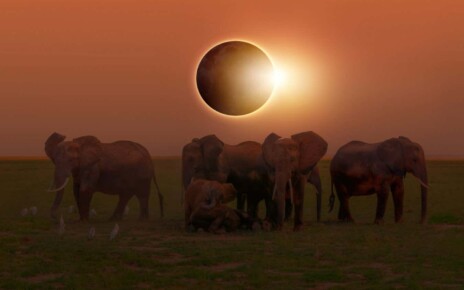 Solar Eclipse and elephants